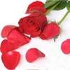 Rose Extract