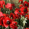 Corn Rose Extract