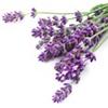 Lavender Extract