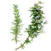 Rosemary Extract