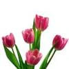 Tulip Extract