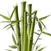 Bamboo Extract
