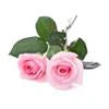Pink Rose
